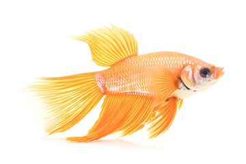 A small orange fish with a white belly swims in a tank.