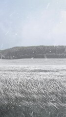 Wall Mural - Vertical Grass Field in Winter with Blowing Snow 4K Loop features a field of blowing long grass with blowing snow and rolling clouds in the background in a vertical ratio loop.