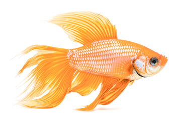 A small orange fish with a white belly swims in a tank.