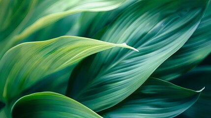 Wall Mural - Green tropical plant close-up. 