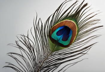 Fototapete - Colorful peacock feather isolated on transparent background