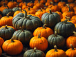 © Victoria - pumpkins for sale