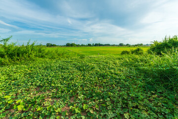 Wall Mural - Scenic view landscape of Rice field green grass with field cornfield or in Asia country agriculture harvest with fluffy clouds blue sky daylight background.