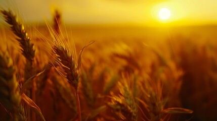 Wall Mural - A wheat field with the sun setting in the background.