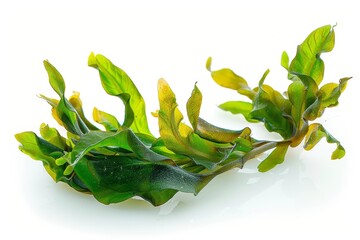 Wall Mural - Aquarium seaweed on white background