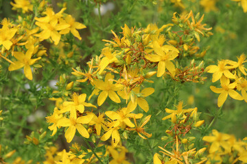 Wall Mural - In the wild bloom hypericum perforatum