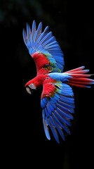 Wall Mural - red and blue parrot flying in the air