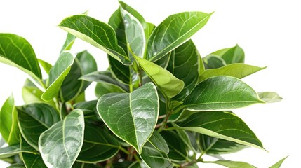 Canvas Print - Ficus benjamin with fresh leaves on white background and green leaves