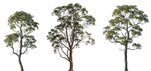 Wall Mural - set of eucalyptus citriodora and amygdalina (black peppermint) frontal isolated png in sunny dayligh