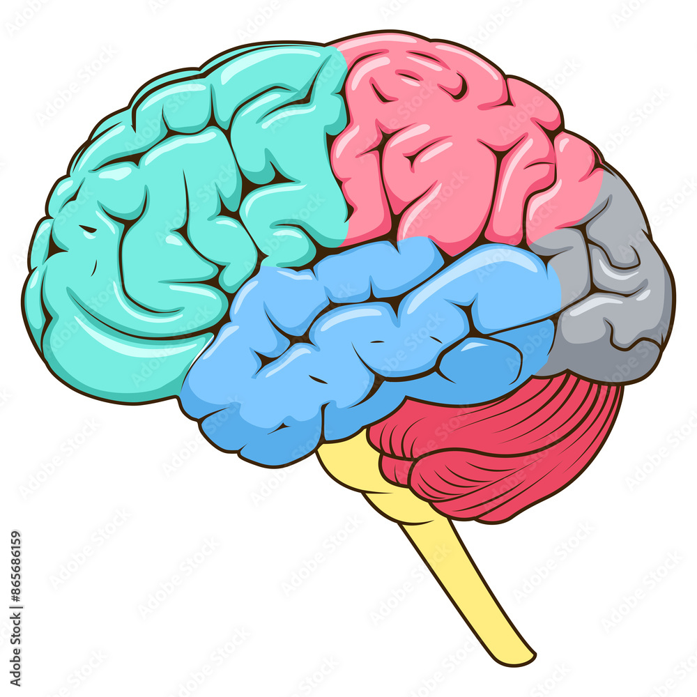 Structure of human brain schematic PNG illustration. Medical science ...