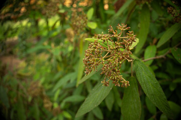 Sticker - Viburnum viburnum and seeds on the tree.