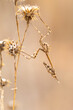 © ADDICTIVE STOCK - Macro photography of a camouflaged Empusa mantis on dried plant