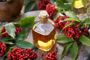 Poster - A bottle of herbal tincture with fresh red elderberry or Sambucus racemosa berries on a table