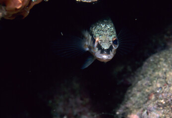 Wall Mural - Perchia Fish - Comber (Serranus cabrilla) Alghero, Sardinia, Italy