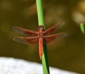 dragonfly on a leaf