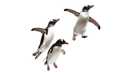 Wall Mural - Penguins jumping and swimming isolated on white background