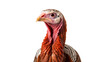 © The Stock Guy - Close up of a wild Turkey isolated on transparent background