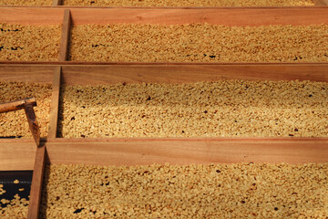 Wall Mural - Close up of coffee beans drying in the sun           