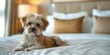 © Anastasiia - Cute Maltipoo puppy lounging in petfriendly hotel room luxury pet travel. Concept Pet-friendly hotels, Luxury pet travel, Maltipoo puppy, Cute pets, Relaxing accommodations