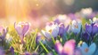 © Monde - Beautiful meadow of crocus flowers close up, summer time on a sunny day, soft focus background, whimsical and Idyllic nature
