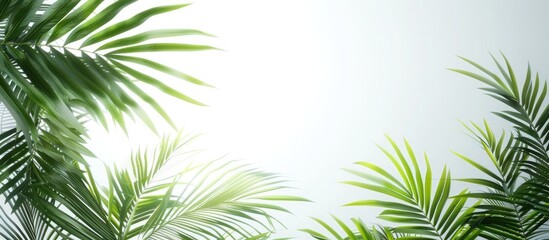 Wall Mural - Spiky palm leaves against a white sky backdrop for wallpaper or empty space.