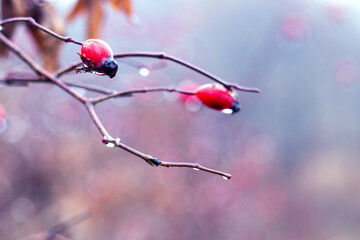 Wall Mural - Wet red berries of rose hips on a bush on a blurred background in autumn