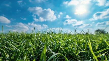 Poster - Grassy Field on a Bright Summer Day as a Natural Backdrop