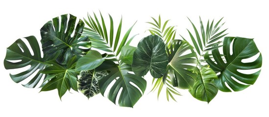 Poster - Beautiful tropical exotic foliage set isolated on a white background