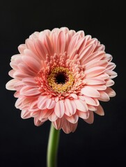 Wall Mural - Pink flower on black background