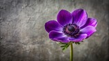 Vibrant purple petals of a solitary anemone flower unfold against a muted grey wall, evoking serenity and subtle elegance in a quiet space.