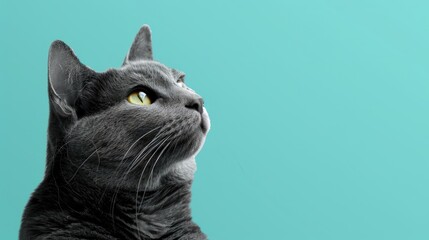 Wall Mural - Gray cat on colored background with copy space long web banner