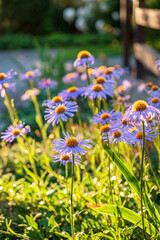 Sticker - blue daisy in the garden