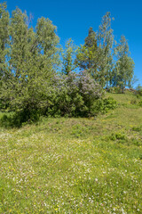 Sticker - Blooming meadow with lush trees