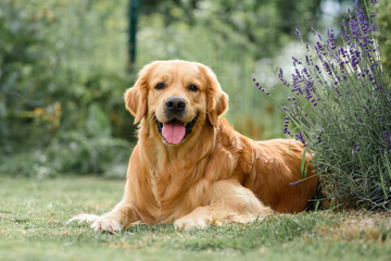 Wall Mural - Golden Retriever dogs near lavender flowers. walk with your favorite animals