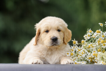 Wall Mural - small newborn puppy 1 month old golden retriever labrador in a basket with a bouquet of flowers of peonies and bells. Happy Birthday Card