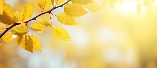 Aufkleber - Natural background with yellow leaves, featuring copy space image.
