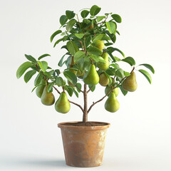 Wall Mural - The potted pear tree bears fruit