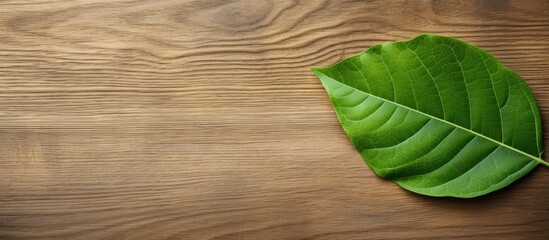 Aufkleber - Sugar tree green leaf seen from above with a wooden surface underneath - great for copy space image.