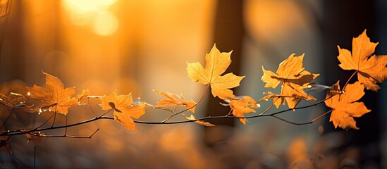 Poster - Backlit autumn scene with golden yellow maple leaves, creating a warm and cozy vibe with a copy space image.