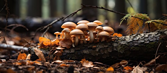 Forest mushrooms are discovered during a mushrooming tour in autumn with brown foliage, offering a copy space image of potentially poisonous but tasty forest finds.