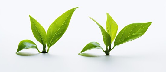 Poster - detailed close-up of two vibrant freshly picked green tea leaves from a homegrown organic plantation