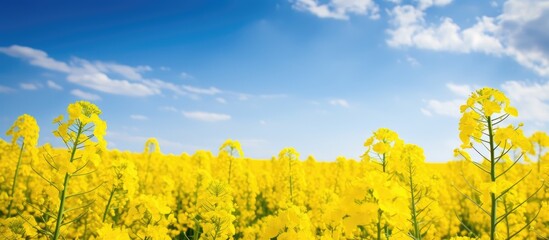 Poster - Vibrant canola flowers blooming in a rapeseed field with a bright yellow copy space image capturing the agriculture landscape.