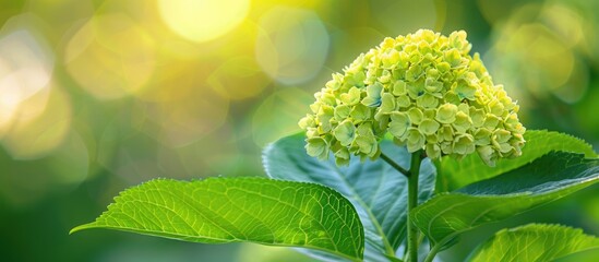 Poster - Selective focus image of a hydrangea bud blooming in the summer park with copy space image.