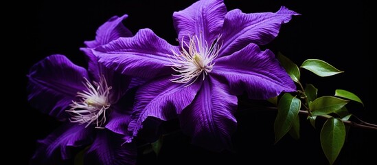 Aufkleber - A vivid purple clematis bloom against a dark backdrop providing copy space image.