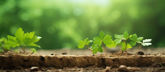 Aufkleber - Maple seeds and cork from trees in a park create a lush, green background with a soft texture for a copy space image.