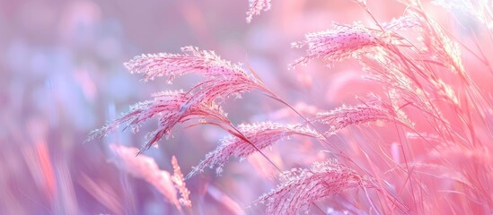 Poster - A vibrant pink reed sways gracefully in a serene landscape, creating a picturesque scene with soft hues and a tranquil ambiance, ideal for a copy space image.