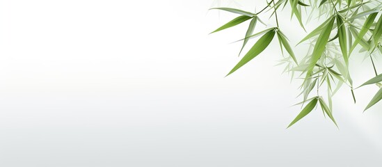 Wall Mural - Isolated bamboo leaf on white background to focus on the subject with copy space image.