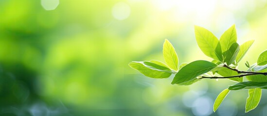 Aufkleber - Fresh green leaf in garden with a blurred greenery background for a natural, ecological theme with copy space image.