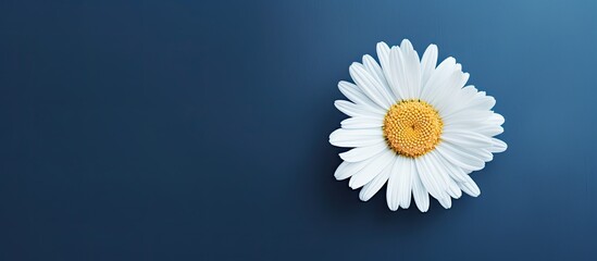 Aufkleber - Top view of a single chamomile flower with copy space image.