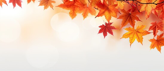 Aufkleber - Autumn maple leaves against a light backdrop with copy space image.